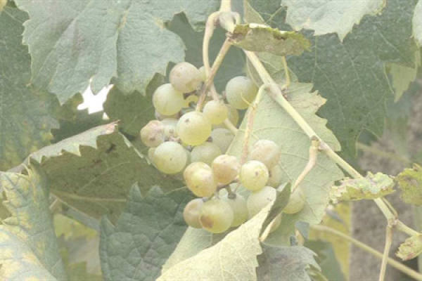 Grape