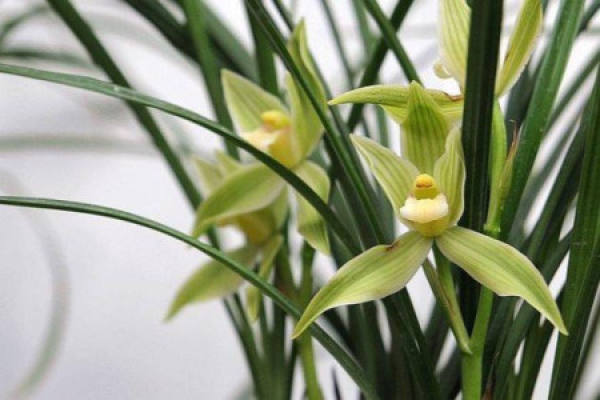 Orchid