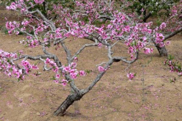 Peach Tree
