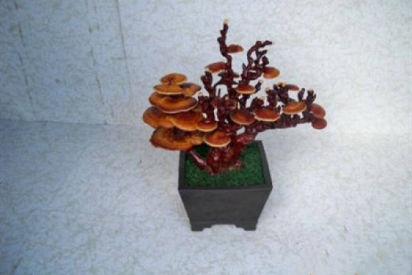 Ganoderma lucidum