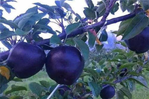 Black Diamond Apple