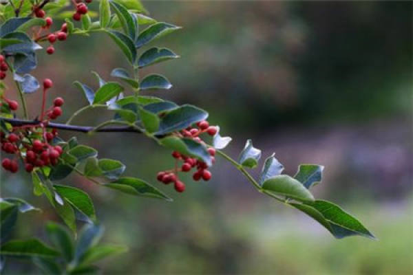 Chinese prickly ash