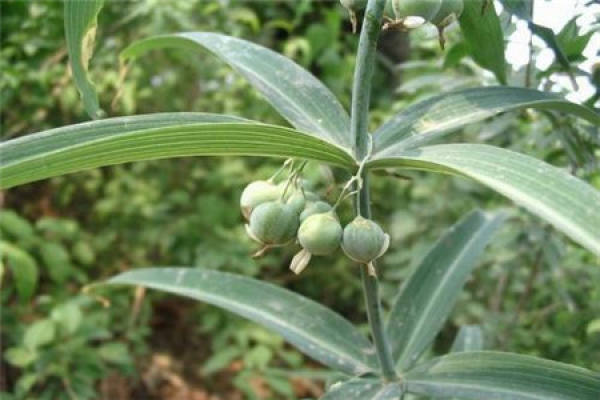 Rhizoma Polygonati