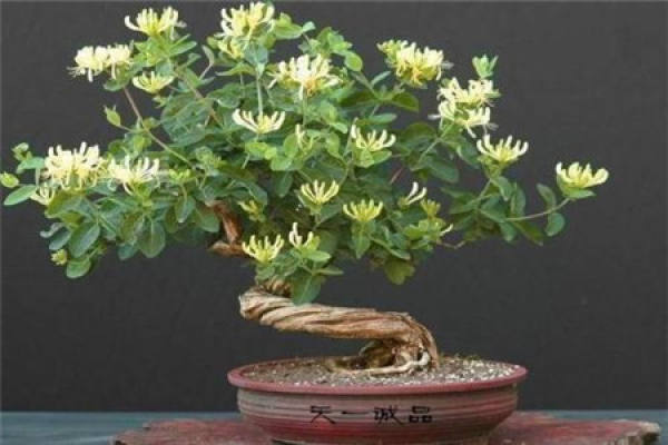 Lonicera japonica