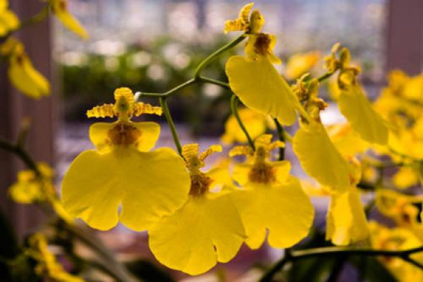 Dance Orchid