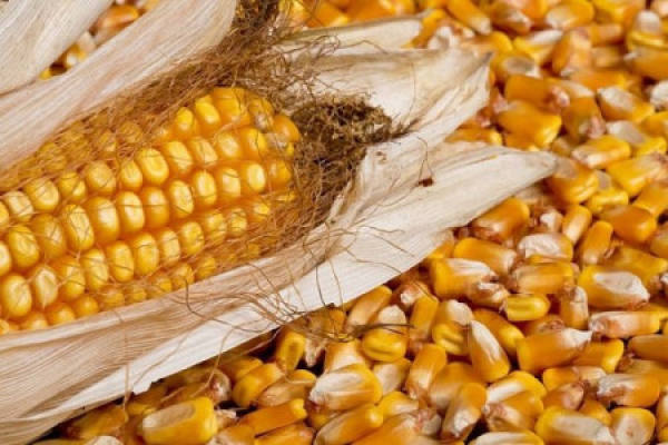 mc670 corn seed