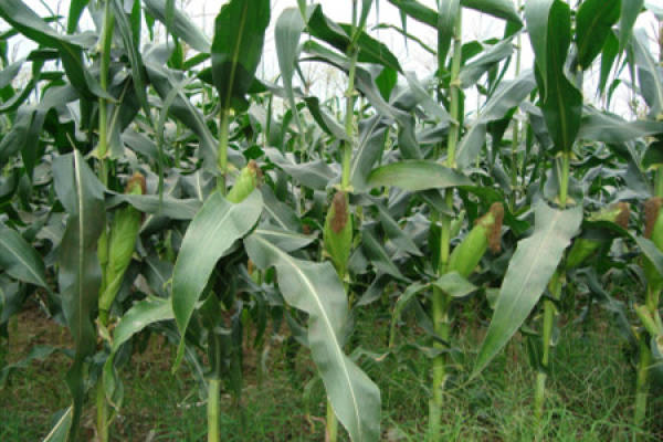 mc670 corn seed