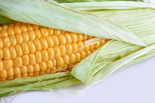 Maize seed