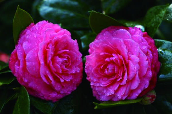Camellia