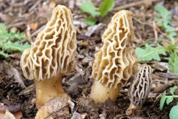 Morchella