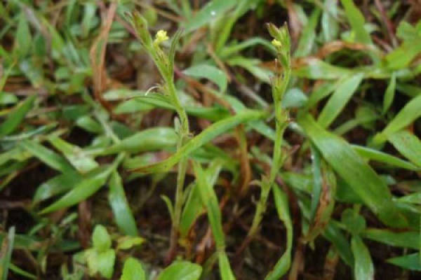 soil