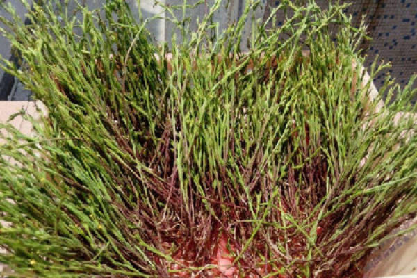 Witchweed