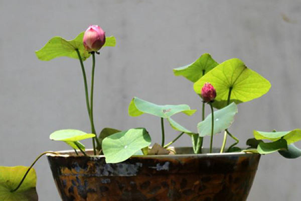 lotus seedling