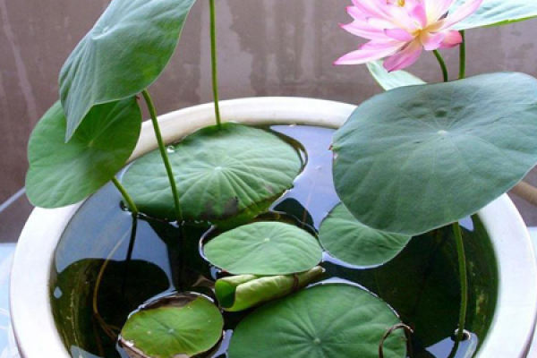 lotus seedling