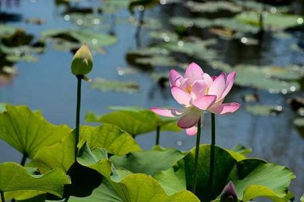 Lotus