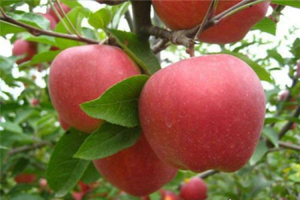 peach apple