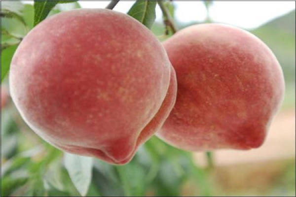 snow peach
