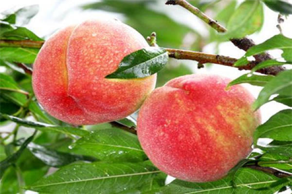 Snow Peach
