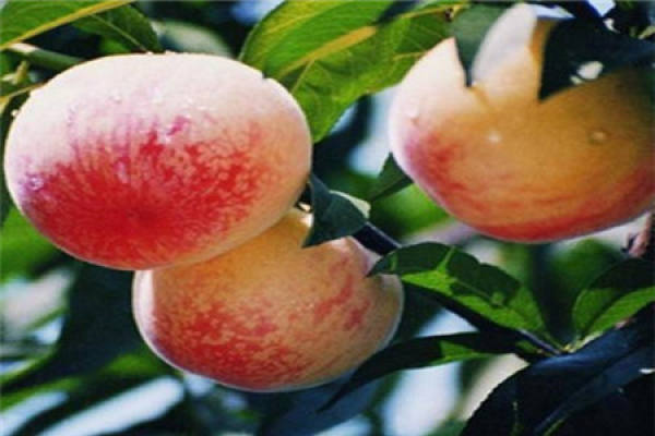 snow peach