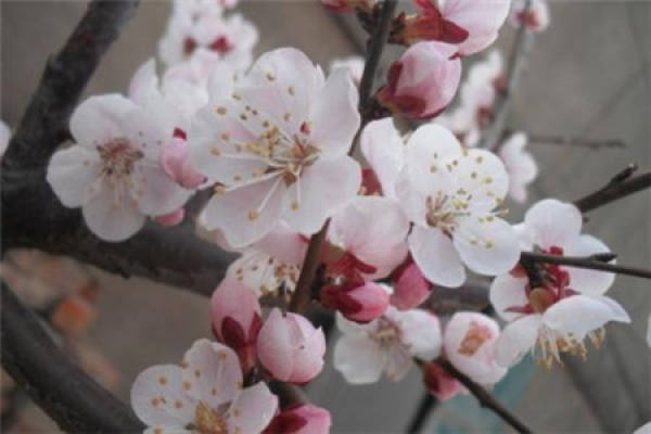apricot flower