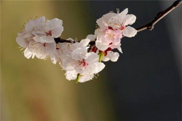 Apricot flower
