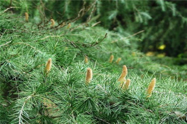 cedar