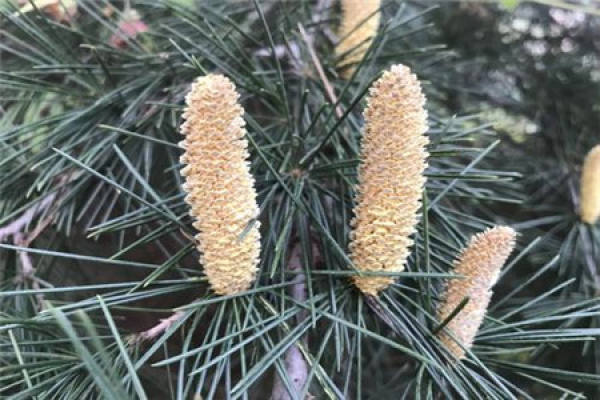 Cedar