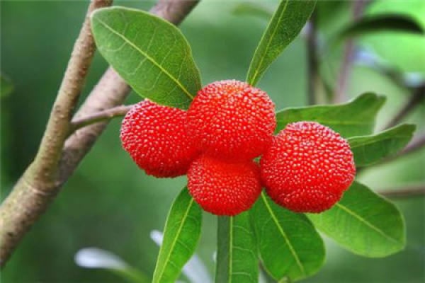 bayberry