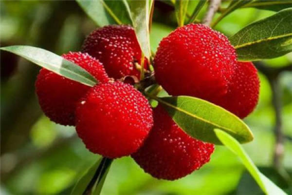 Arbutus