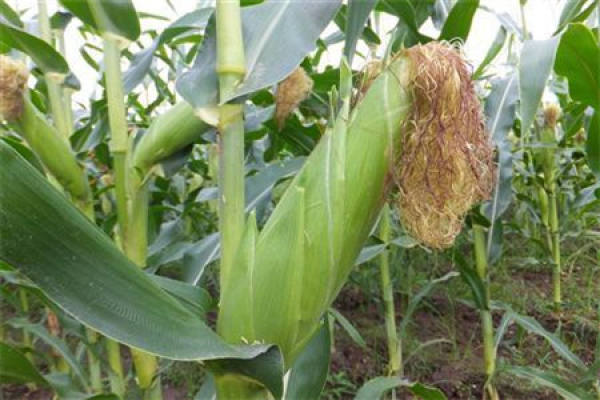 Corn