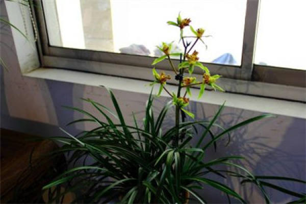 Cymbidium