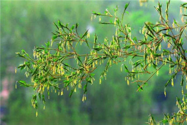 Bamboo