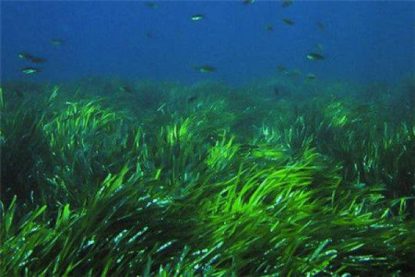 Seaweed