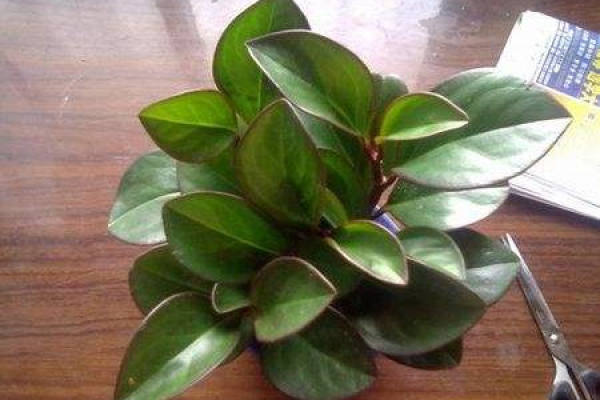 Herba Zanthoxyli Rubricati