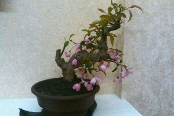 Malus halliana