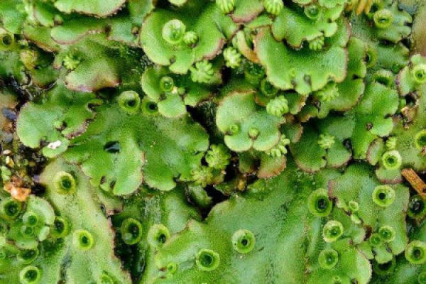 Liverwort