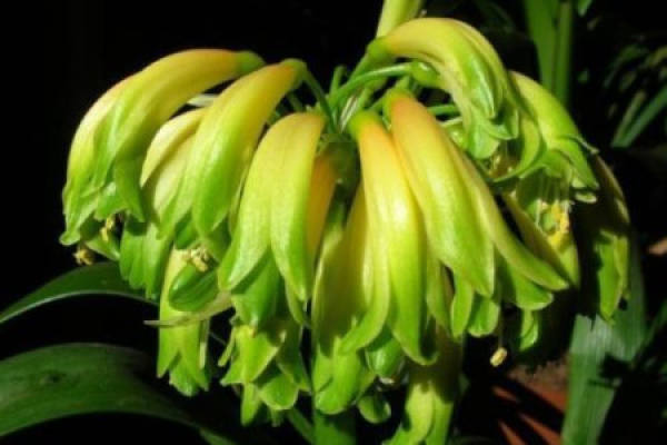 Clivia marina