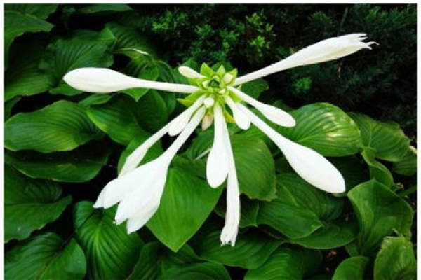 Jasmine