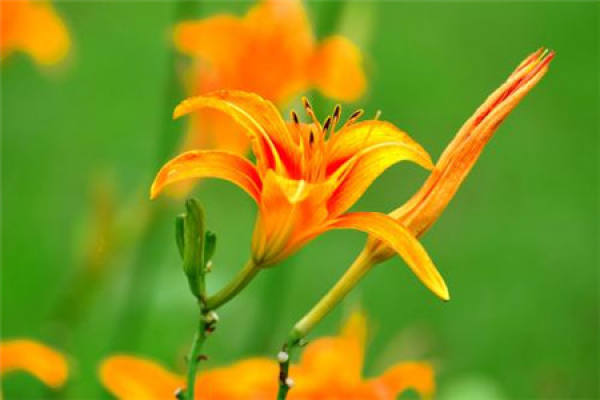 Hemerocallis