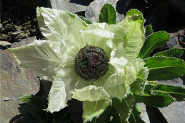 Snow Lotus
