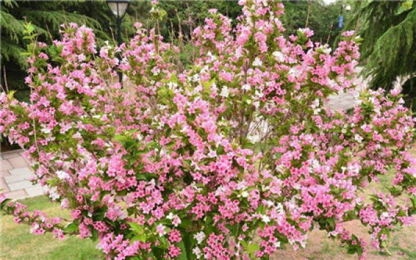 Weigela Florida