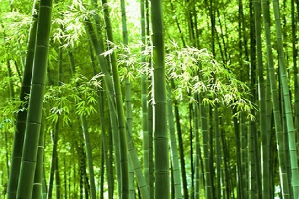 bamboo