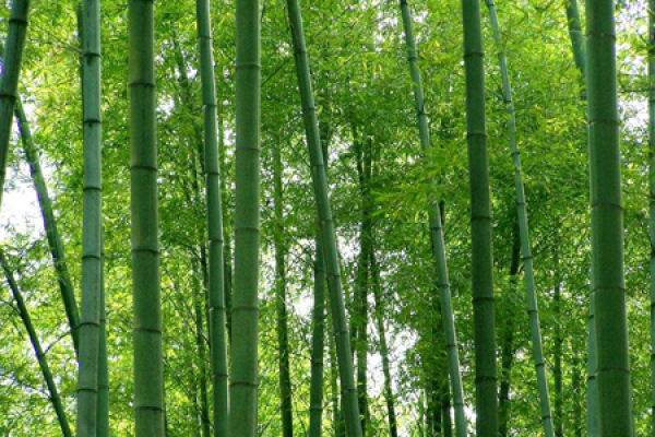 bamboo