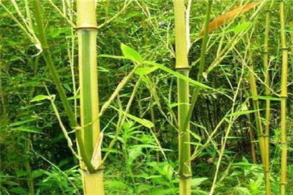 Bamboo