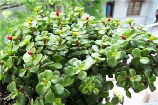 Plant
