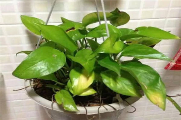 plants