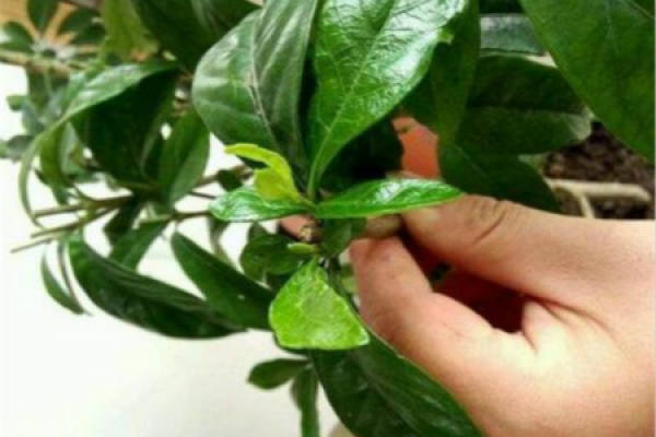 Gardenia