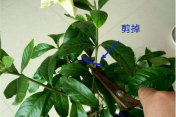 Gardenia