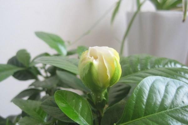 Gardenia