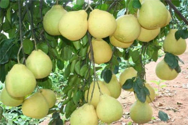 Grapefruit